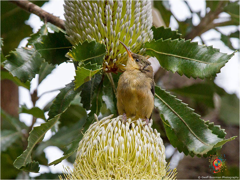 Immature Eastern Spinebill
