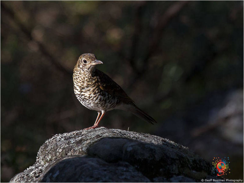 Bassian Thrush at Wombolly