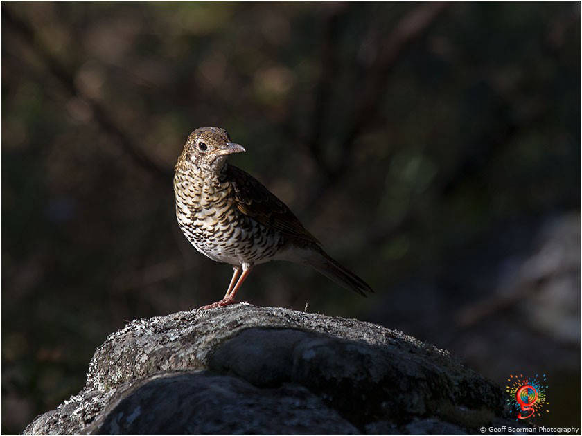 Bassian Thrush at Wombolly