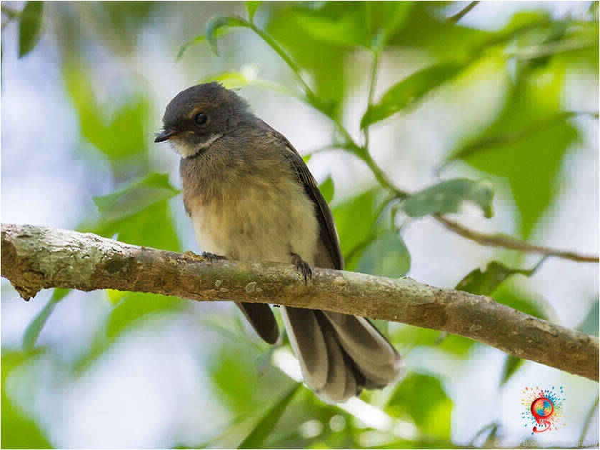 Grey Fantail at Wombolly