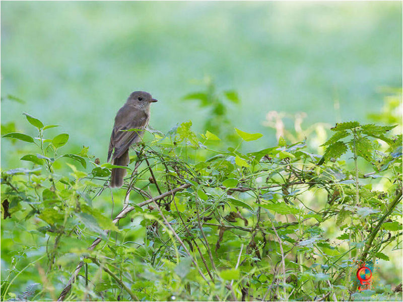 Brown Thornbill at Wombolly