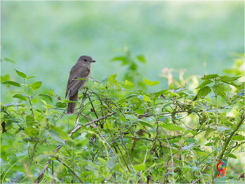 Brown Thornbill at Wombolly