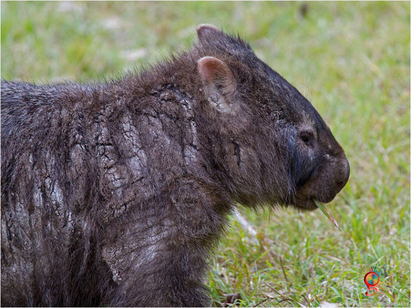 Wombats at Wombolly
