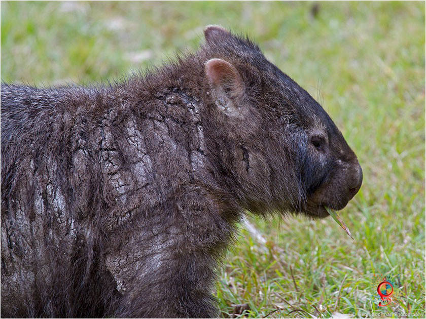 Wombats at Wombolly