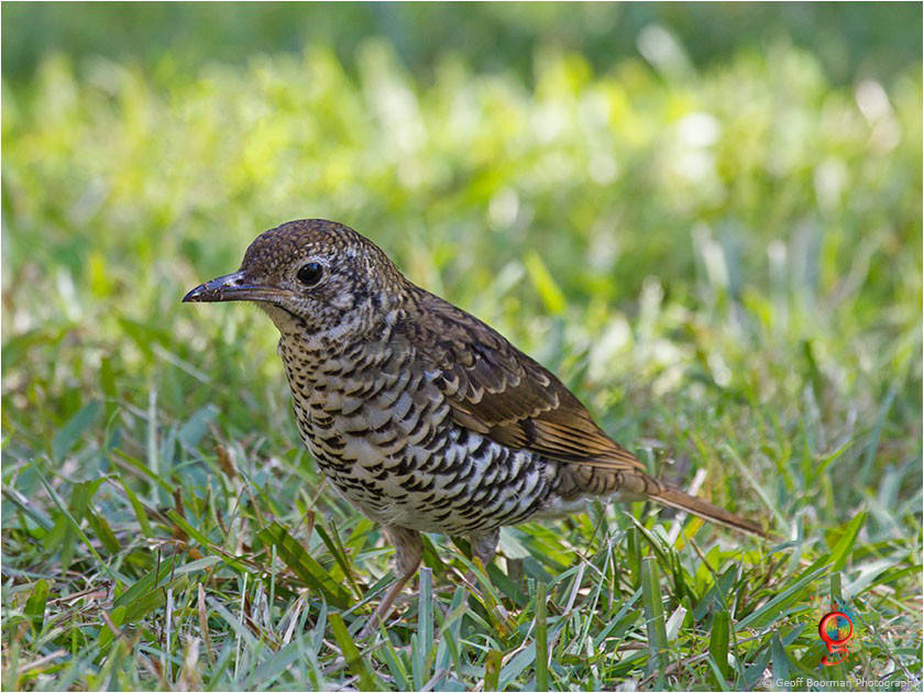 Bassian Thrush at Wombolly