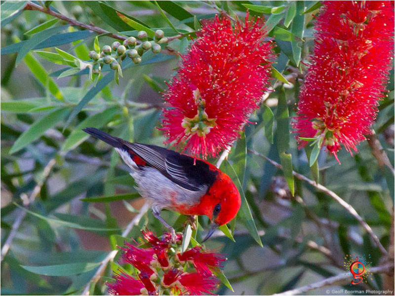 Scarlet Honeyeater