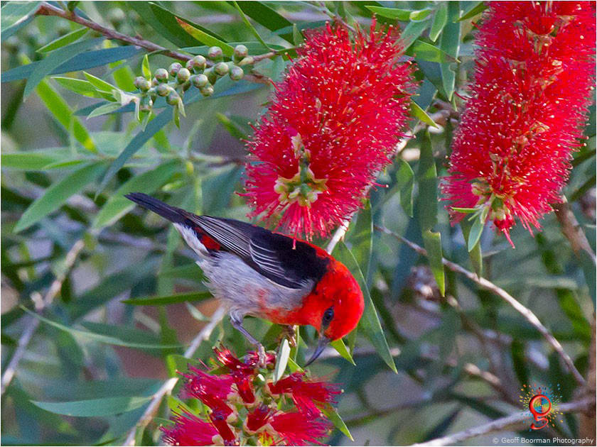 Scarlet Honeyeater