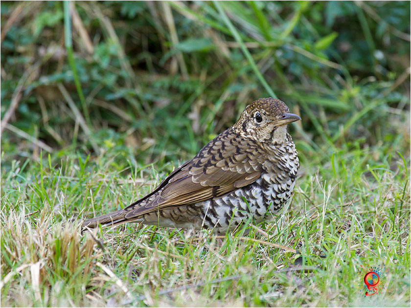 Bassian Thrush at Wombolly