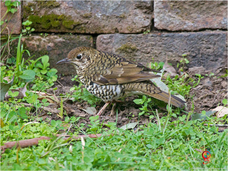 Bassian Thrush at Wombolly