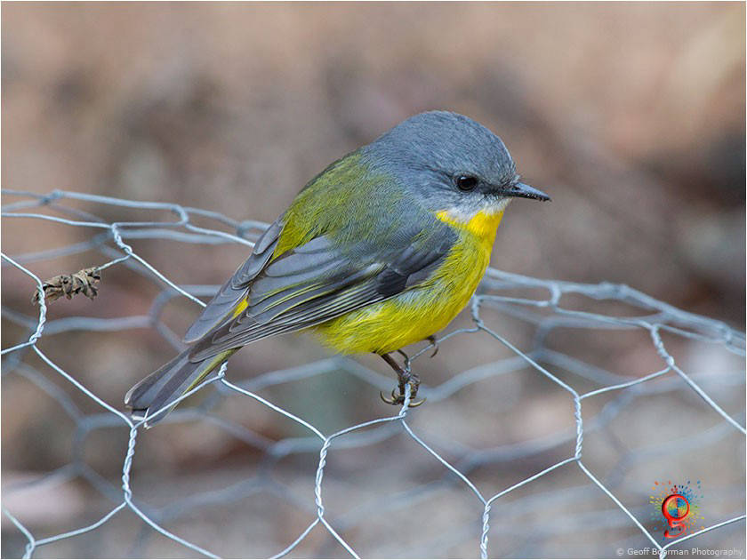 Eastern Yellow Robin at Wombolly