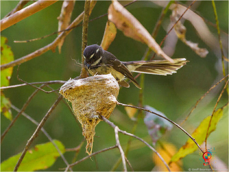 Grey Fantail at Wombolly
