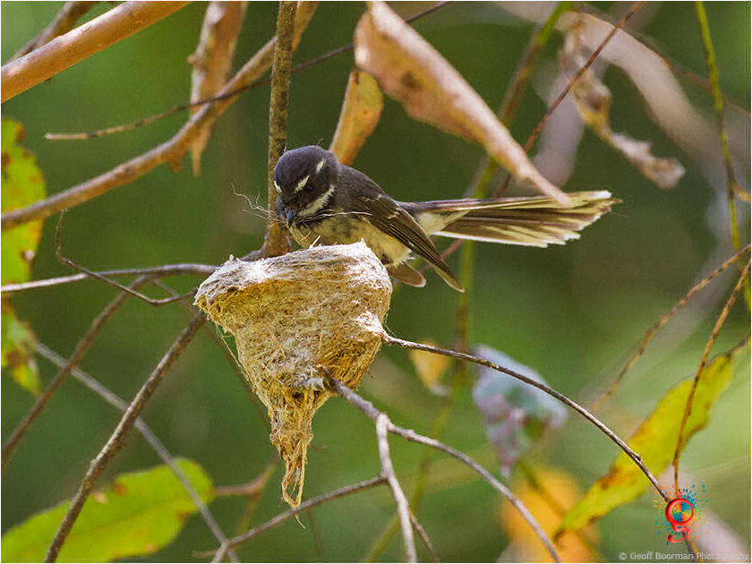 Grey Fantail at Wombolly