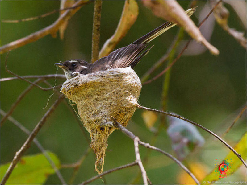 Grey Fantail at Wombolly