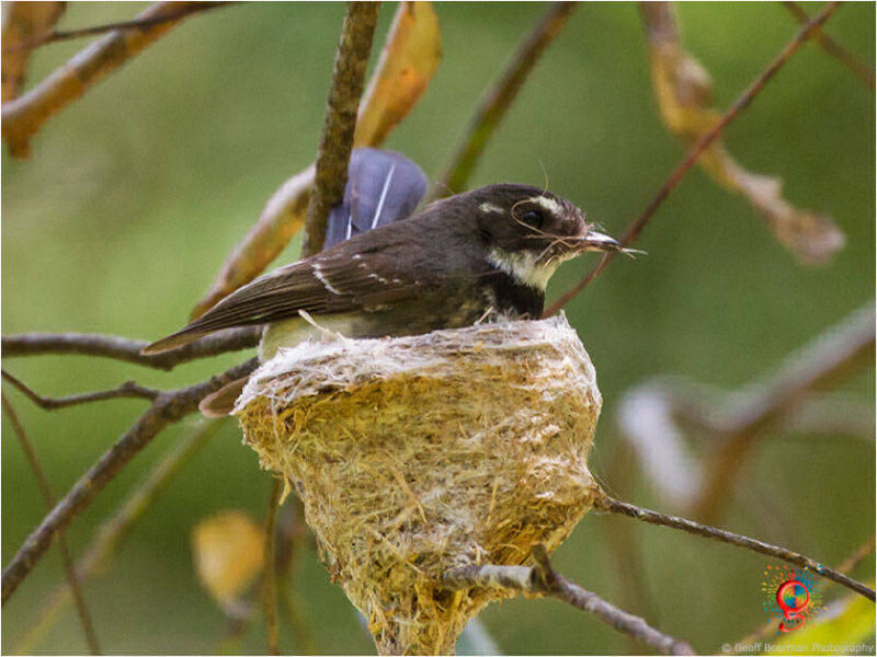 Grey Fantail at Wombolly