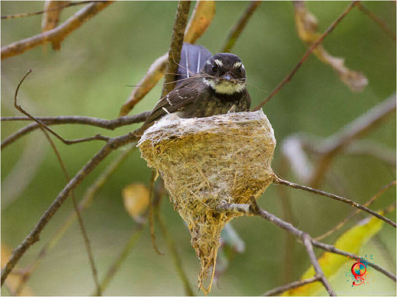 Grey Fantail at Wombolly