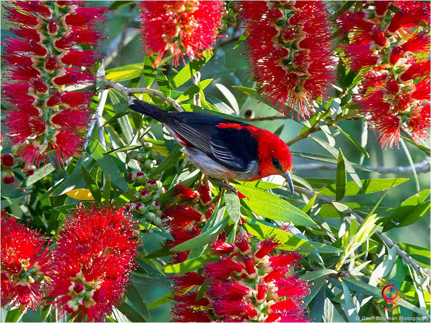 Scarlet Honeyeater