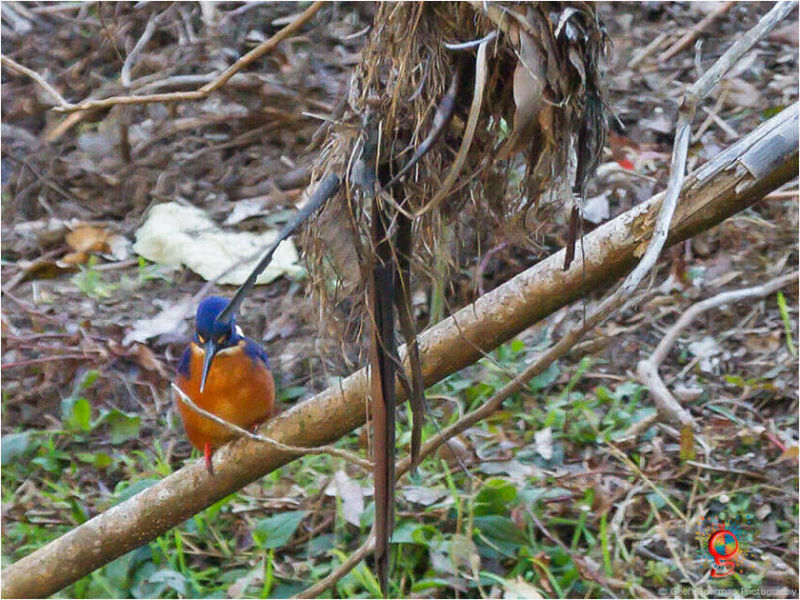 Azure Kingfisher at Wombolly