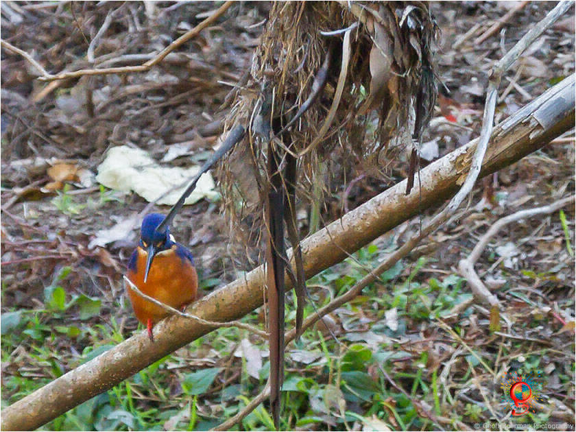 Azure Kingfisher at Wombolly