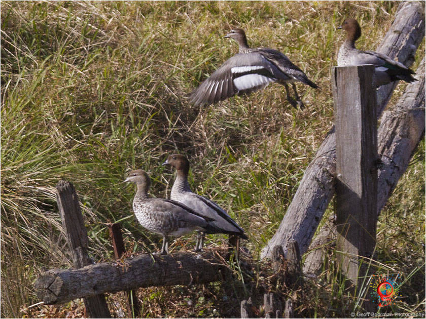Australian Wood-duck at Wombolly