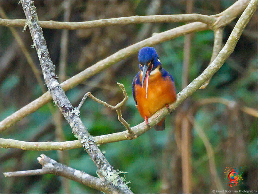 Azure Kingfisher at Wombolly