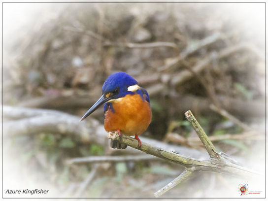 Azure Kingfisher at Wombolly
