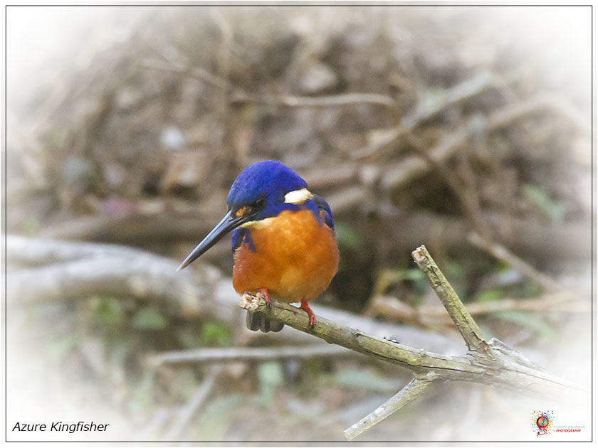 Azure Kingfisher at Wombolly