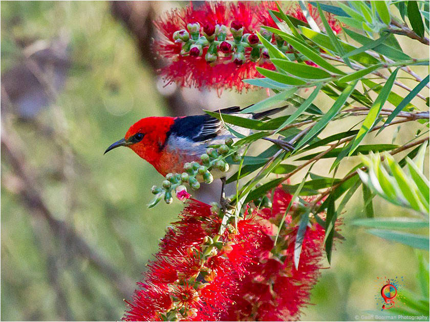 Scarlet Honeyeater