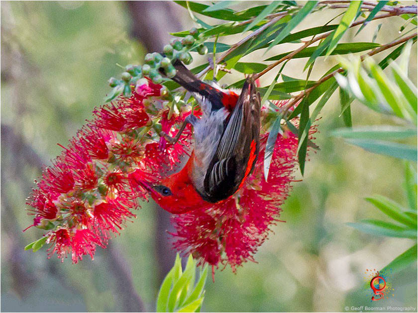 Scarlet Honeyeater