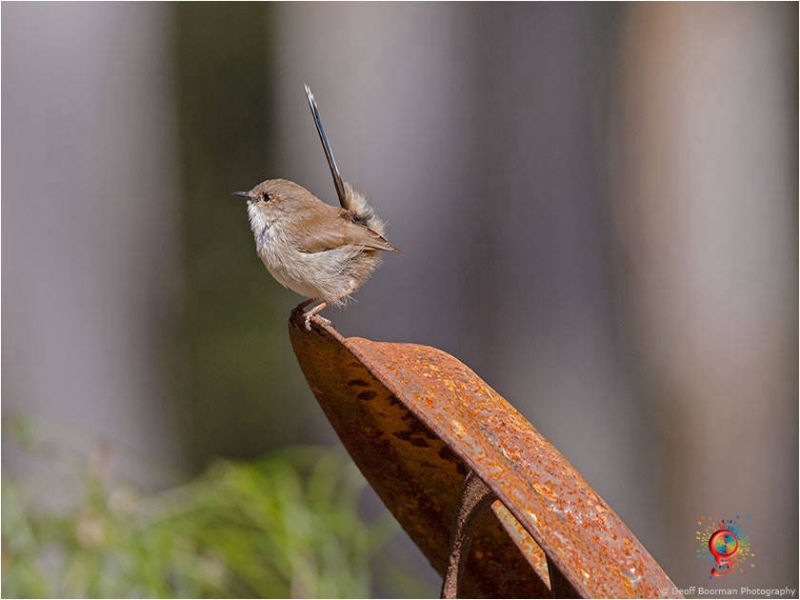 Female Superb Fairy-wren at Wombolly
