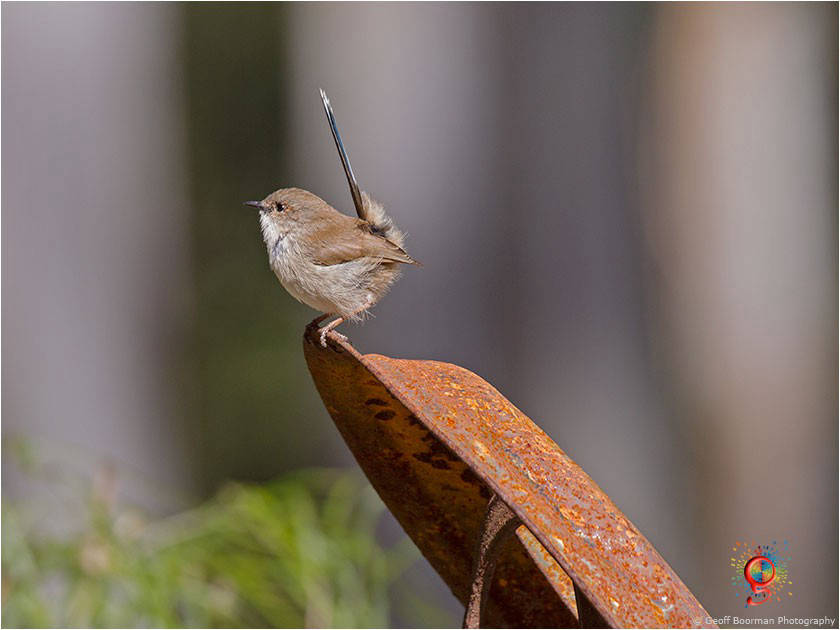 Female Superb Fairy-wren at Wombolly