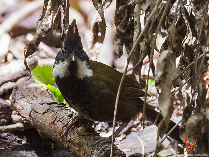 Eastern Whipbird at Wombolly