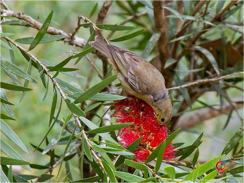 Female Scarlet Honeyeater