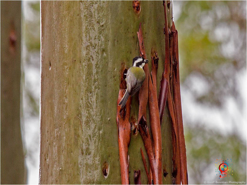 Crested Shrike-tit at Wombolly