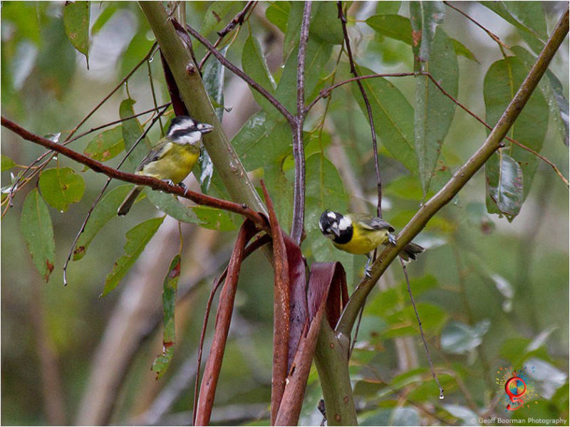 Crested Shrike-tit at Wombolly