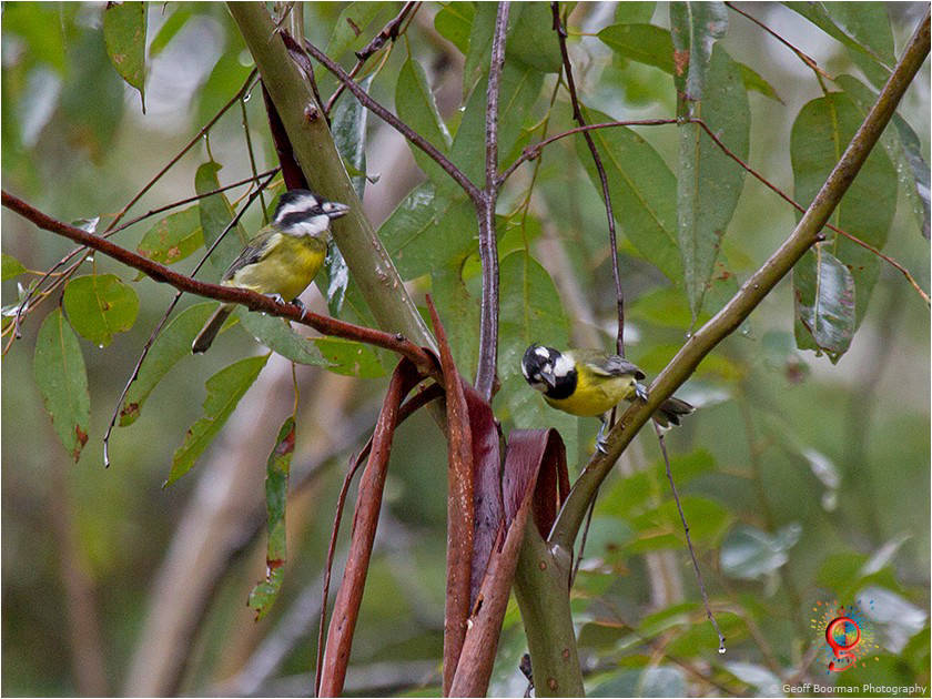 Crested Shrike-tit at Wombolly