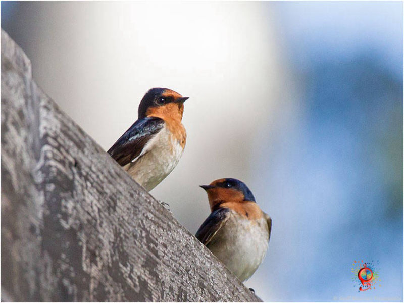 Welcome Swallows at Wombolly