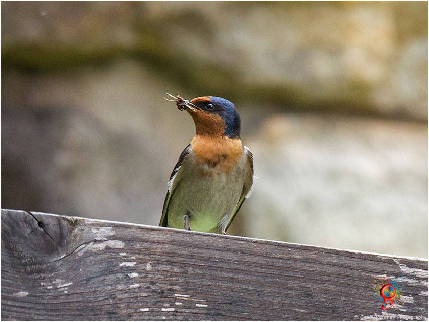 Welcome Swallows at Wombolly