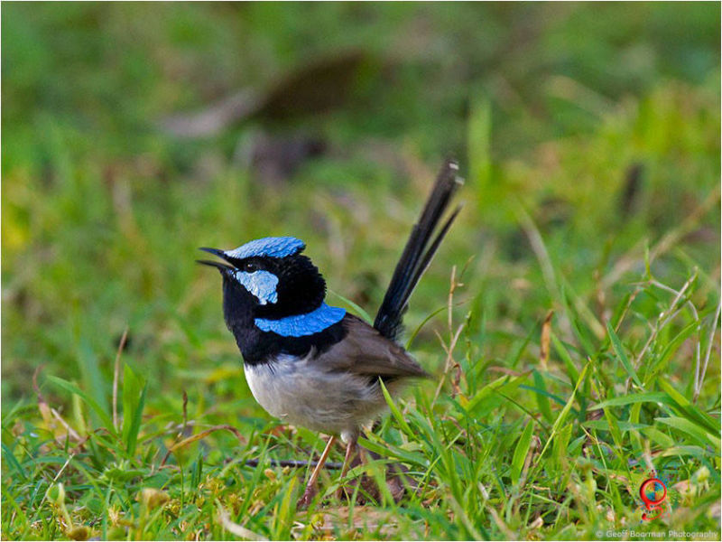 Male Superb Fairy-wren at Wombolly