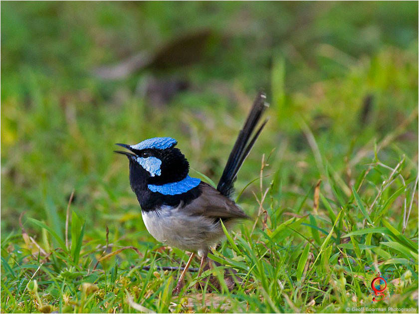 Male Superb Fairy-wren at Wombolly