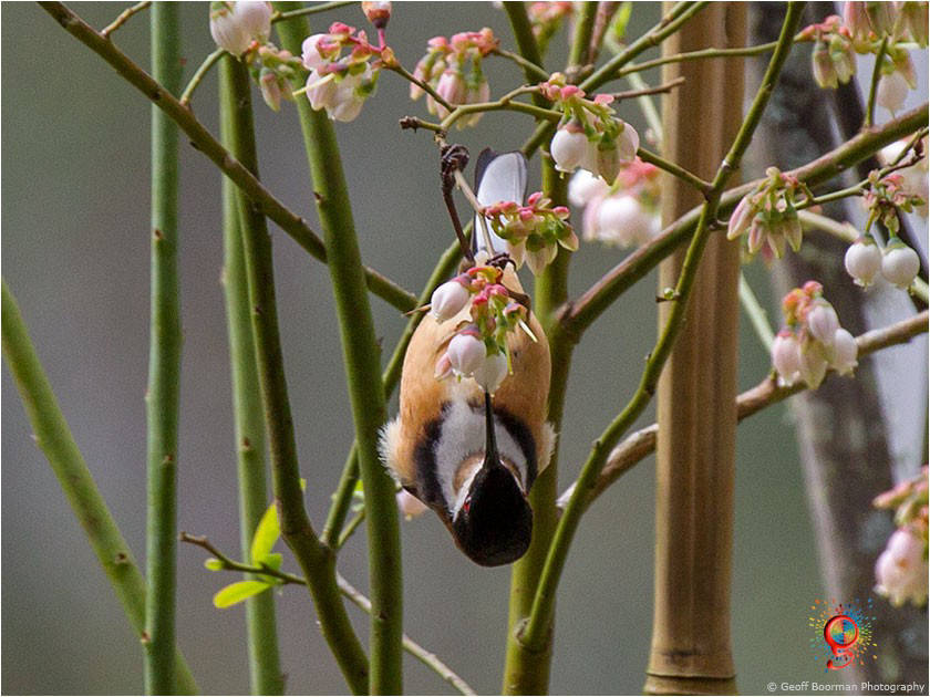 Eastern Spinebill