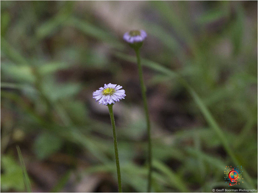 Flora at Wombolly