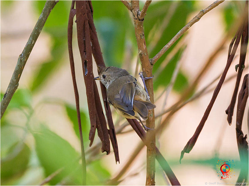 Brown Thornbill at Wombolly
