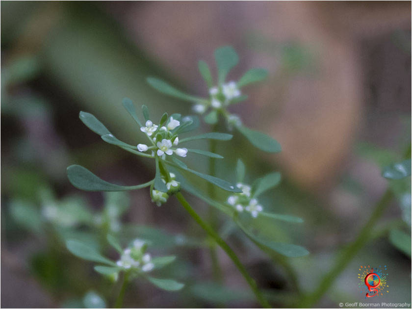 Flora at Wombolly