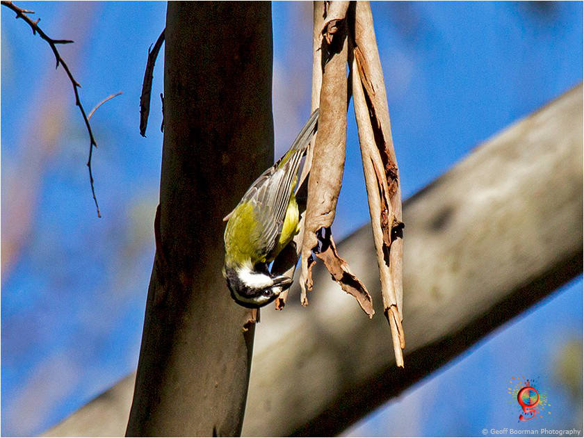 Crested Shrike-tit at Wombolly