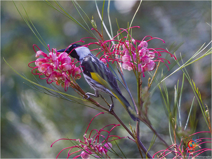 White-cheeked Honeyeater