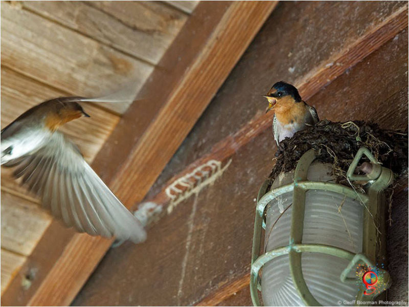 Welcome Swallows at Wombolly