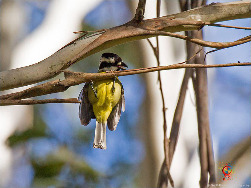 Crested Shrike-tit at Wombolly