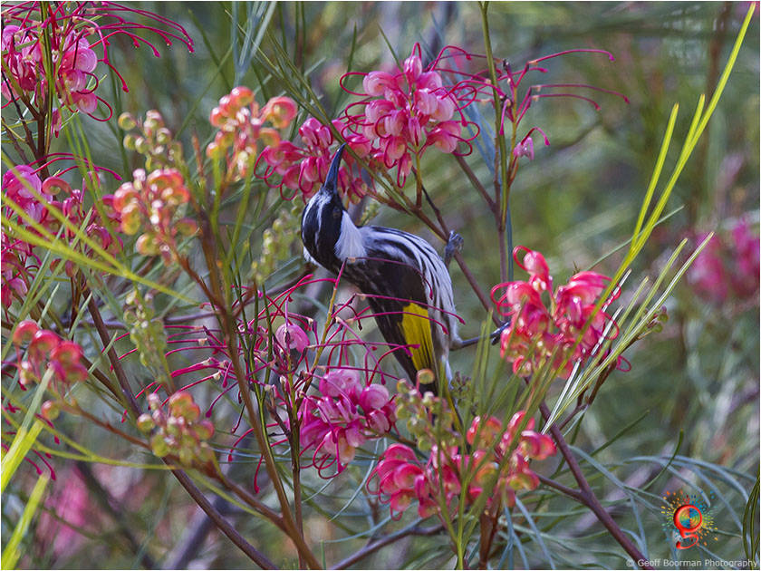 White-cheeked Honeyeater