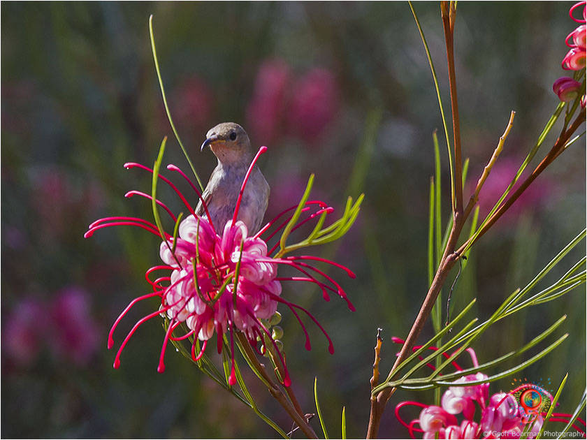 Female Scarlet Honeyeater
