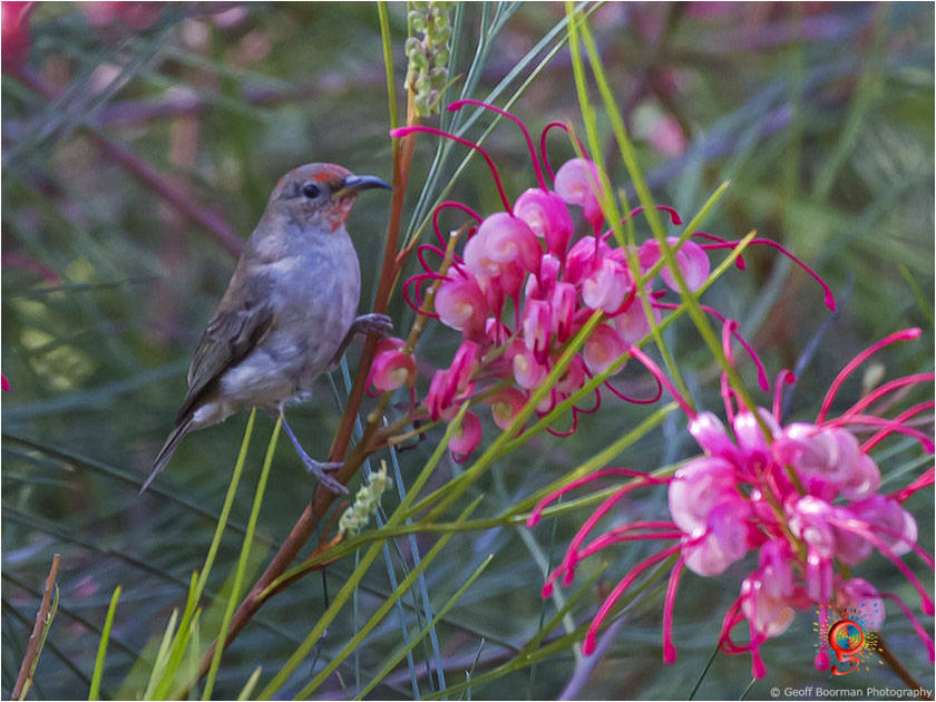 Immature Male Scarlet Honeyeater